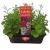 Lobelia Jewel Mix Punnet - Gold Flower Range