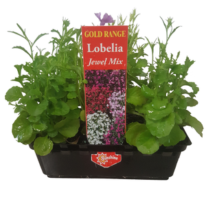 Lobelia Jewel Mix Punnet - Gold Flower Range