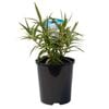140mm Snowdrift - Hebe spp.