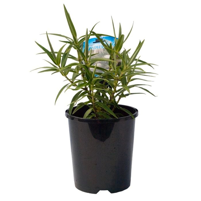 140mm Snowdrift - Hebe spp.