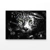 Close-Up Exotic Forest Animal   Print 100% Australian Made 50 x 40cm  (Acrylic)