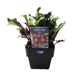 100mm Beetroot Baby