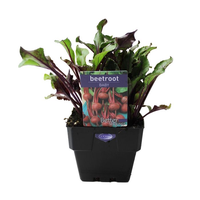 100mm Beetroot Baby