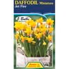 Daffodil Jetfire - 5 Bulbs