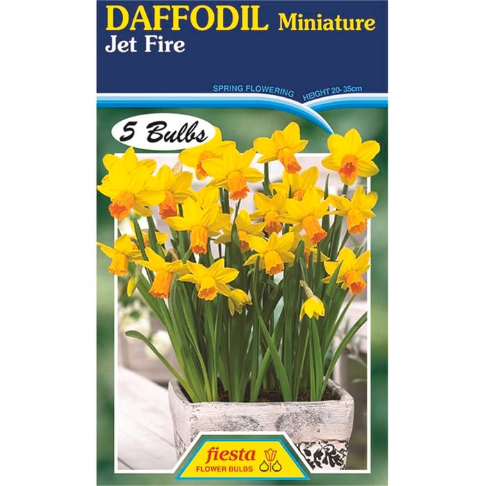 Daffodil Jetfire - 5 Bulbs
