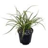 1.3L Phormium Surfer