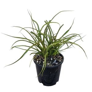 1.3L Phormium Surfer