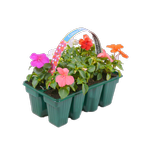 8 Pack Colourmax Impatiens - Impatiens walleriana