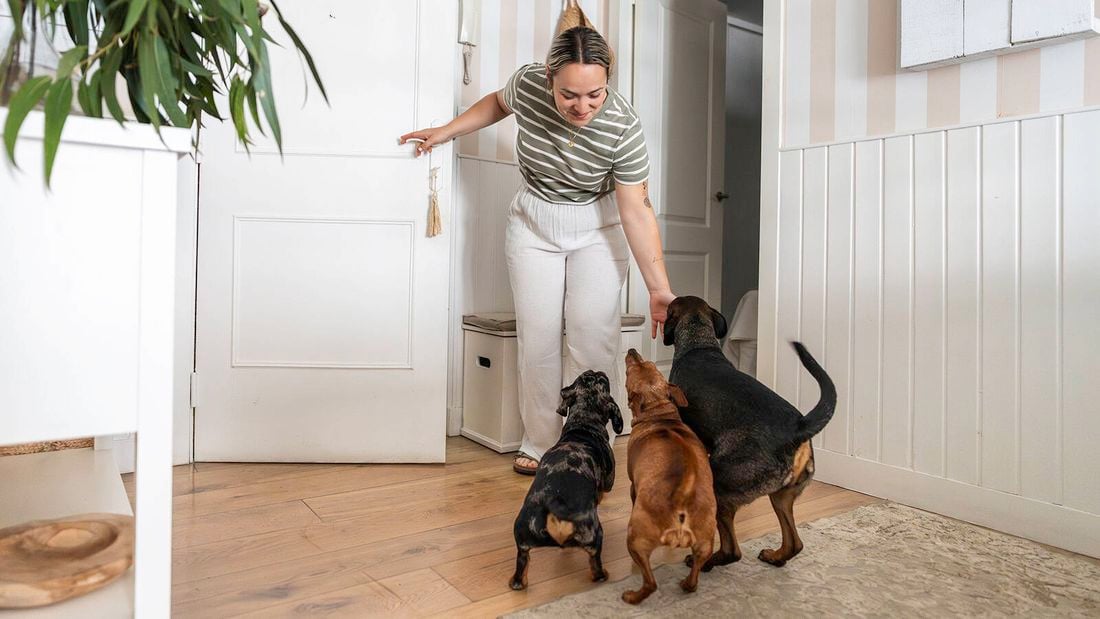 A woman in a striped green top and white trousers stands in an open doorway, reaching down to three excitable small dogs on a timber floor