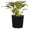 200mm Philodendron - Philodendron xanadu