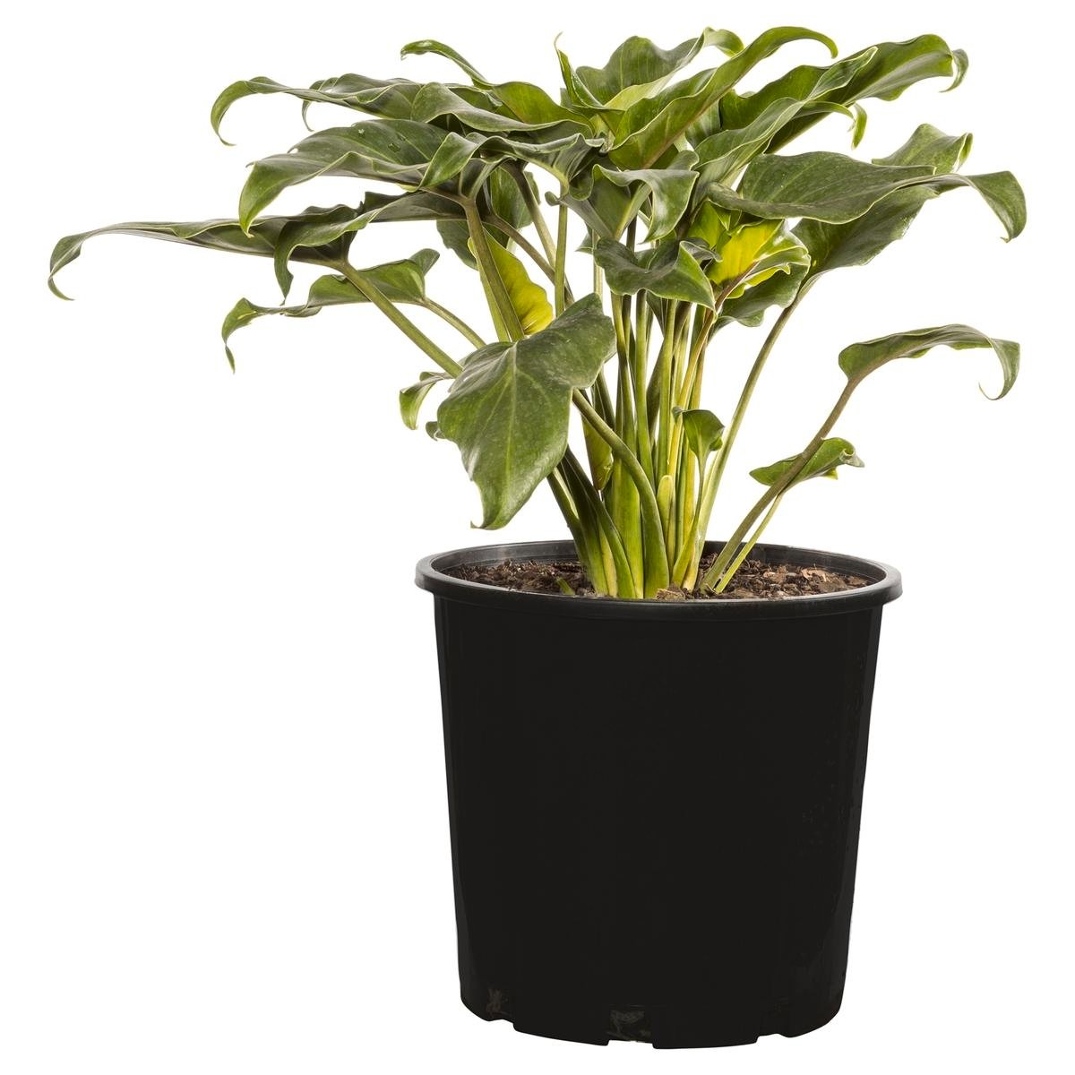 200mm Philodendron - Philodendron xanadu - Bunnings Australia