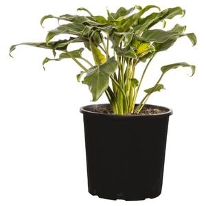 200mm Philodendron - Philodendron xanadu