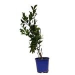 200mm Cumquat Green