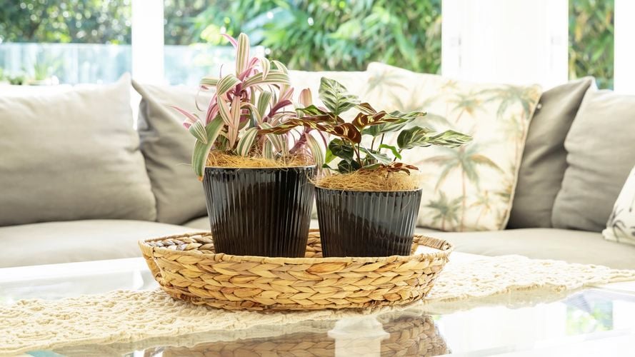 Borralheira
  15 & 18cm Black Cos Bar Indoor Plant Pot 0428718 0428716