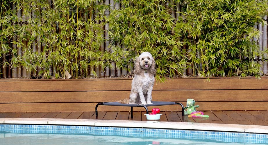 A dog on a doggy bed on a wooden deck by a pool, in front of a bamboo grove