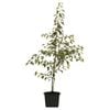 330mm Ornamental Pear Glens Form  - Pyrus calleryana Chanticleer