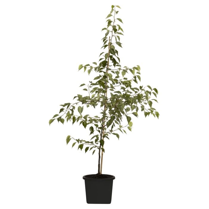 330mm Ornamental Pear Glens Form  - Pyrus calleryana Chanticleer
