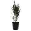 140mm Boronia Super Dooper - Boronia crenulata