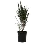 140mm Boronia Super Dooper - Boronia crenulata