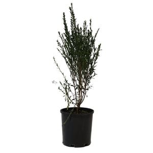 140mm Boronia Super Dooper - Boronia crenulata