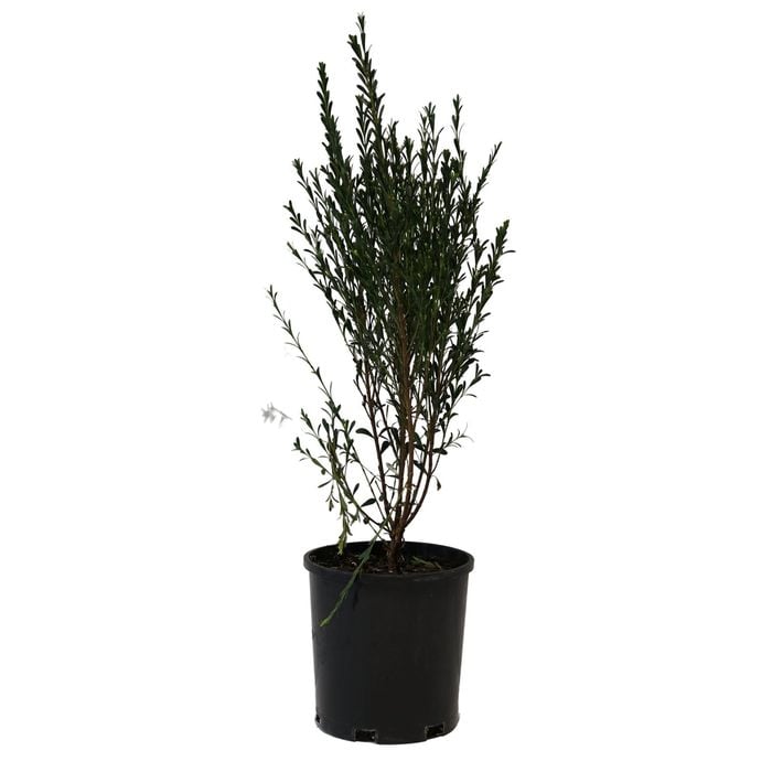 140mm Boronia Super Dooper - Boronia crenulata