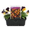 Viola Orange Duet Punnet - Viola cornuta