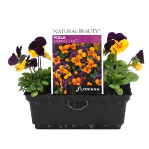 Viola Orange Duet Punnet - Viola cornuta