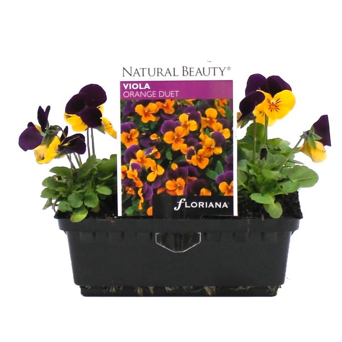 Viola Orange Duet Punnet - Viola cornuta