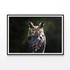 South American Horned Owl  Print 100% Australian Made 90x60cm  (Poster)