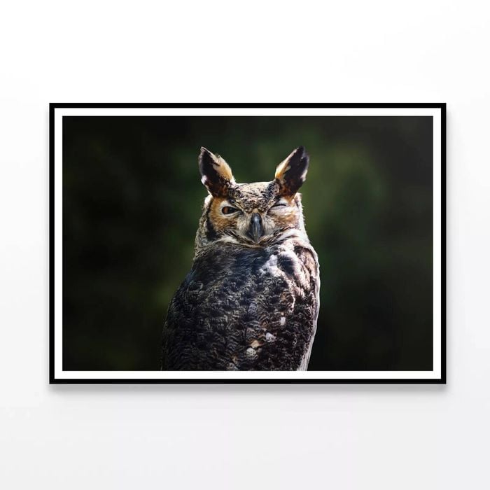 South American Horned Owl  Print 100% Australian Made 90x60cm  (Poster)