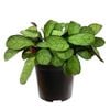 125mm Fishbone Prayer Plant - Ctenanthe burle marxii Amagris