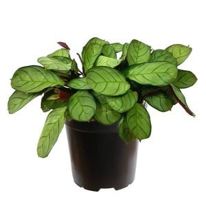 125mm Fishbone Prayer Plant - Ctenanthe burle marxii Amagris