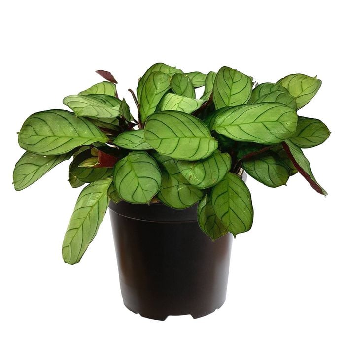 125mm Fishbone Prayer Plant - Ctenanthe burle marxii Amagris