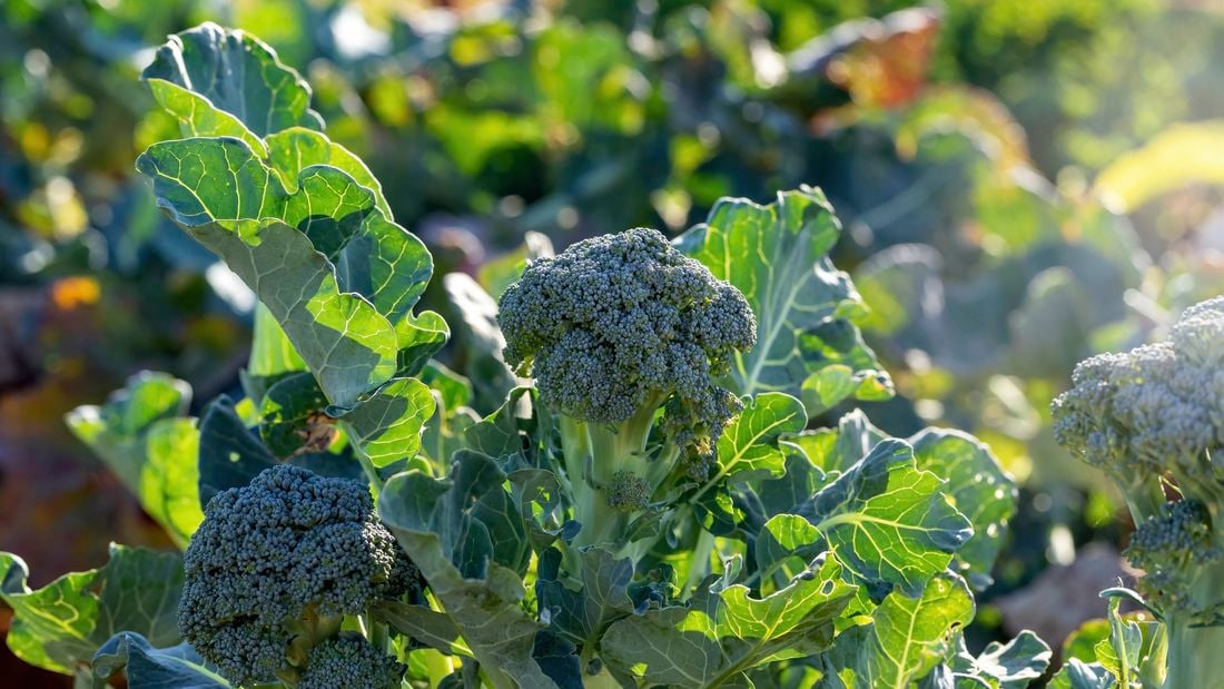 A head of broccoli grows in the field