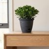 Eden 15cm Charcoal Roman Self Watering Planter - Charcoal 153mm