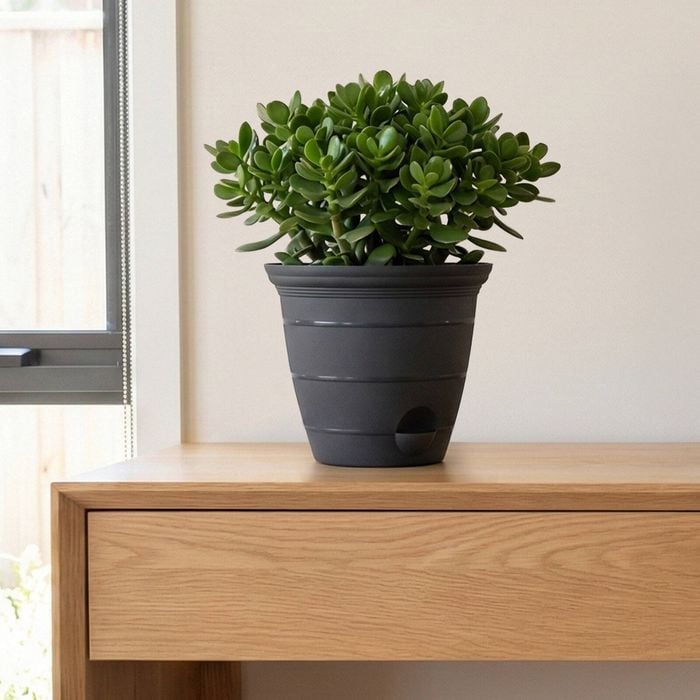 Eden 15cm Charcoal Roman Self Watering Planter - Charcoal 153mm