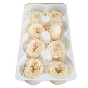 Blooms of Joy 4.5cm Champagne Garden Roses 8 Pack