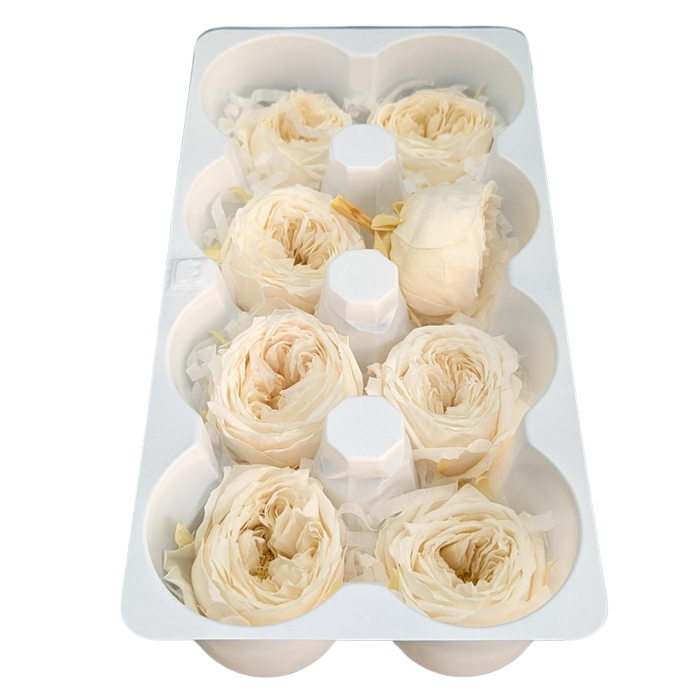 Blooms of Joy 4.5cm Champagne Garden Roses 8 Pack