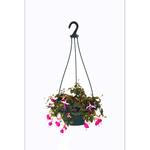 200mm Fuchsia Hanging Basket - Fuchsia
