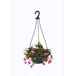200mm Fuchsia Hanging Basket - Fuchsia
