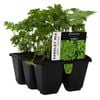 6 Cell Parsley Mix - Fusion Herb Range