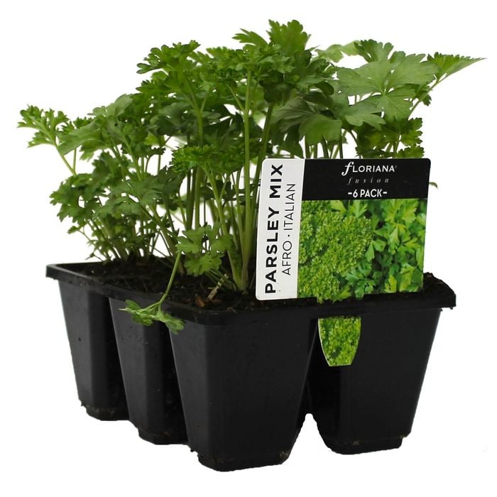 6 Cell Parsley Mix - Fusion Herb Range