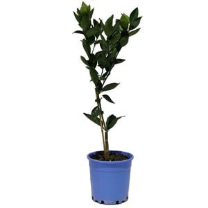 250mm Valencia Orange - Citrus Paradisi x Reticulata