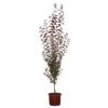 330mm Oakville Crimson Spire Flowering Plum - Prunus cerasifere