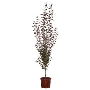 330mm Oakville Crimson Spire Flowering Plum - Prunus cerasifere