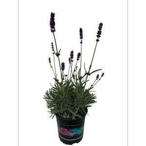 1.5L English Lavender Sweet Romance - Lavandula angustifolia