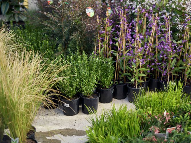 Trade Service - Commercial Greenlife - Image Gallery - 4