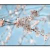 Close-Up Of the Blossoming Branch  Print 100% Australian Made 90x60cm  (Poster)