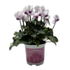105mm Cyclamen - Cyclamen persicum