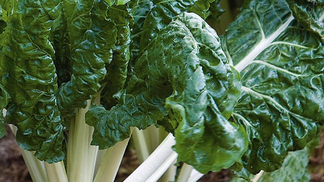 Silverbeet vegetable with green leaves.
